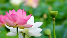 Tìm thấy bình an trong bất an