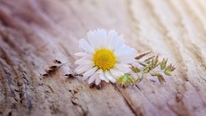 Giữ tâm kiên định giữa dòng đời xô bồ