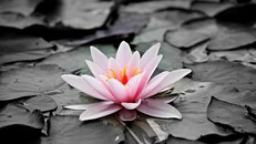 Bình yên đến từ việc bạn lấy lại quyền làm chủ tâm trí và trái tim mình