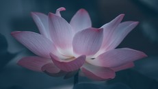 Mọi thứ từ nhân duyên do duyên mà có