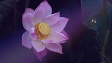 Dám sống với sự khác biệt