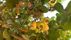 Thương nhớ mùa đào ngày còn thơ