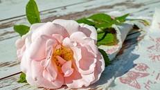 Uống trà, và chỉ uống trà