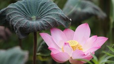 Nếu bạn có thời gian để thở, bạn có thời gian để thiền