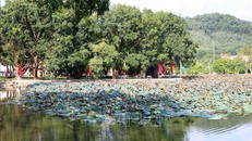 Hồ sen trước cửa đền Kiếp Bạc tỏa hương thơm ngát thu hút du khách thập phương.