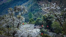 Mùa hoa ban nở, bản Nặm Cứm đẹp như cổ tích. 