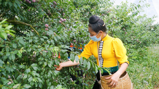 Sơn La chính thức ra mắt thương hiệu 'Mận hậu Ruby Sơn La'