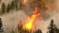 Rừng toàn cầu 'bốc hỏa' vì biến đổi khí hậu 