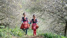 Thiên nhiên và con người hòa quyện trong đẹp mê hồn tại Vân Hồ, Sơn La. 