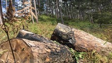 Cây thông cổ thụ tại khu rừng phòng hộ nằm giáp ranh giữa hai xã Đạ Sar và Đạ Nhim, huyện Lạc Dương, tỉnh Lâm Đồng bị đốn hạ. (Ảnh: Đặng Tuấn/TTXVN)