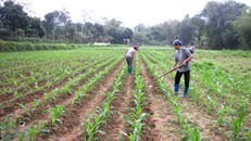 Rét đậm, rét hại có khả năng ảnh hưởng đến sản xuất vụ Xuân năm 2021. (Ảnh: Kinh tế & Đô thị)