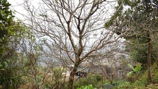 Nhiều người ở xã Húc Động trồng đào chỉ để đẹp nhà chứ không có ý định để bán. (Ảnh: Báo Quảng Ninh)