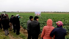 Ruộng khoai thử nghiệm được nhiều nông dân huyện Nam Trực quan tâm. (Ảnh: TTXVN)