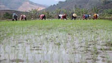 Bà con nông dân tại huyện Tam Đường, tỉnh Lai Châu tập trung gieo cấy lúa vụ Đông Xuân cho đúng lịch thời vụ. Ảnh: Nguyễn Oanh/TTXVN