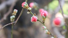 (Ảnh minh hoạ: Vietnamnet)