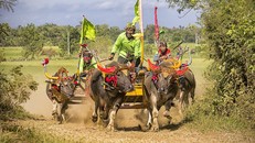 Những con trâu mang theo chiếc cày gỗ truyền thống chạy đua trên những cánh đồng ở đảo Bali, Indonesia. Ảnh: Wikimedia Commons