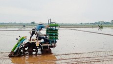 Nông dân xã Nam Triều (huyện Phú Xuyên) áp dụng mạ khay, cấy máy để đẩy nhanh tiến độ sản xuất vụ xuân 2021. (Ảnh: Hà Nội mới)