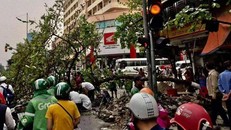 Cây bàng bật gốc, đè lên một phụ nữ đi xe máy. (Ảnh: Hà Nội mới)