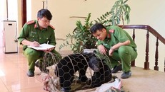 Hai cá thể gấu ngựa được cơ quan chức năng tỉnh Lai Châu giải cứu khi đang chuẩn bị bị giao dịch. (Ảnh: Lao Động)