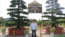 Nghệ nhân Nguyễn Phước Lộc với cặp vạn niên tùng xác lập kỷ lục Việt Nam. Mỗi cây vạn niên tùng có chiều cao khoảng 7m, đường kính tán khoảng 4m, hoành gốc 1,3m, tuổi đời hơn 150 tuổi. (Ảnh: TTXVN)