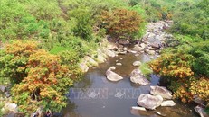 Hàng cây trang rừng mọc hai bên bờ suối Tà Má. (Ảnh: TTXVN)