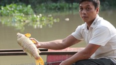 Hàng chục tấn cá của người dân sống tại vùng thượng nguồn sông Sài Gòn đã chết hàng loạt mà chưa rõ nguyên nhân . (Ảnh: Vietnamnet) 