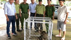 Cá thể khỉ đuôi lợn được bàn giao cho Trung tâm Cứu hộ-Bảo tồn và Phát triển sinh vật (Vườn Quốc gia Kon Ka Kinh). Ảnh: Lê Nam