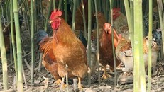 Một trại gà ở Quảng Ninh. (Ảnh: VnExpress)