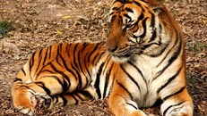 (Ảnh minh hoạ: Wikimedia Commons)