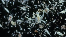 Các sinh vật phù du trong nước biển. (Ảnh: National Geographic)