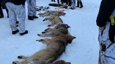 Xác của 9 con sói bị bắn chết cuối tuần qua tại Na Uy. (Ảnh: The Guardian)
