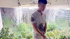 Đối tượng Nguyễn Tiến Quí, trú tại tổ 1, khu Diêm Thuỷ, phường Cẩm Bình, Cẩm Phả, tỉnh Quảng Ninh, sa lưới do trồng cần sa tại nhà. (Ảnh: TTXVN phát) 