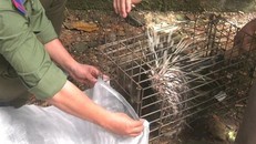 Nhím được bàn giao cho Hạt kiểm lâm để thả về rừng tự nhiên. (Ảnh: TTXVN phát)