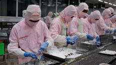 Chế biến tôm xuất khẩu tại Công ty Phát triển Kinh tế Duyên Hải (COFIDEC), huyện Bình Chánh, Thành phố Hồ Chí Minh. (Ảnh: Hồng Đạt/TTXVN)