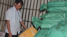 Hà Tĩnh: Tồn đọng hơn 300 tấn cá biển nhiễm độc chưa tiêu hủy