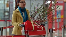 Vietjet vận chuyển mai, đào dịp tết Đinh Dậu 2017