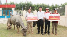 HDBank tặng trâu bò giống cho bà con nghèo Quảng Ngãi