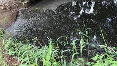 Cống dày đặc phân bò, hình ảnh thường thấy ở các thôn nuôi bò sữa xã Vĩnh Thịnh