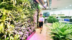 Văn phòng xanh đáng mơ ước của dân công sở