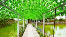 Đường vào nhà hàng Hương Quê