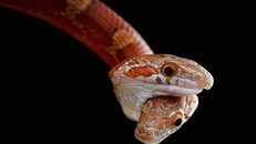 Con rắn ngô có hai đầu. Ảnh: Matthijs Kuijpers.