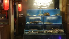 Hải sản tươi sống từ Nhật