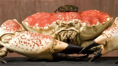 Cua Australia 'khổng lồ' giá vài chục triệu một con