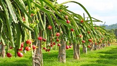 FLC Biscom đầu tư nông nghiệp công nghệ cao tại Quảng Trị