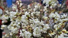 Hoa anh đào trắng tinh khôi khoe vẻ đẹp tinh khiết trước giờ khai mạc lễ hội, ảnh Anh Hoàng