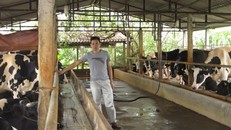 Đàn bò sữa của ông Bình