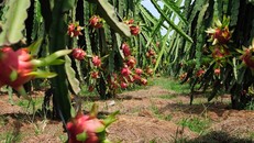 Thanh long ruột đỏ Vĩnh Phúc lần đầu tiên được xuất khẩu sang thị trường Australia