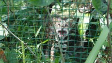 Bệnh viện Gia An 115 tự nguyện trao trả mèo rừng quý hiếm về rừng