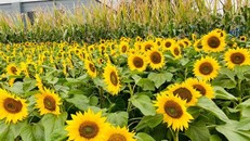 Hoa đồng, cỏ nội khoe sắc trên đường hoa Home Hanoi Xuan 2021