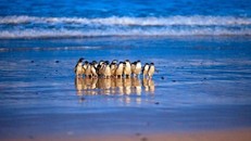 Một tốp chim cánh cụt đi lên từ bãi biển Summerland, ảnh: Phillip Island Nature Parks